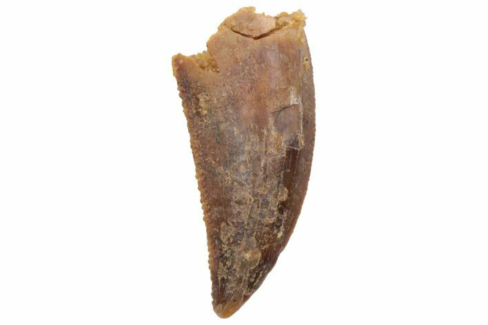Serrated, Raptor Tooth - Real Dinosaur Tooth #213709